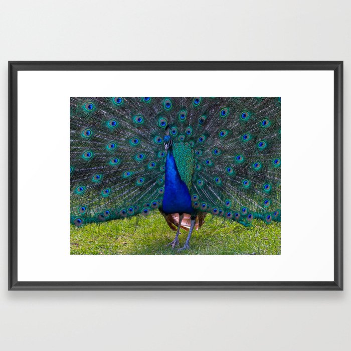 Peacock Framed Art Print