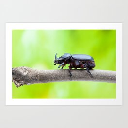 rhinoceros beetle Art Print | Photo, Nature, Animal 