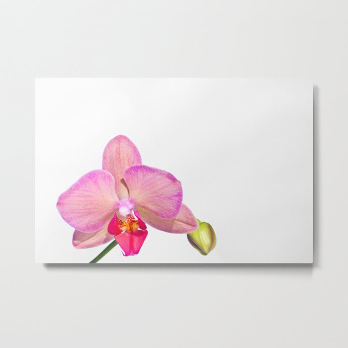 Orchid Pink Metal Print