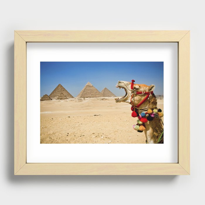 Camel eating the Pyramids in Egypt Recessed Framed Print