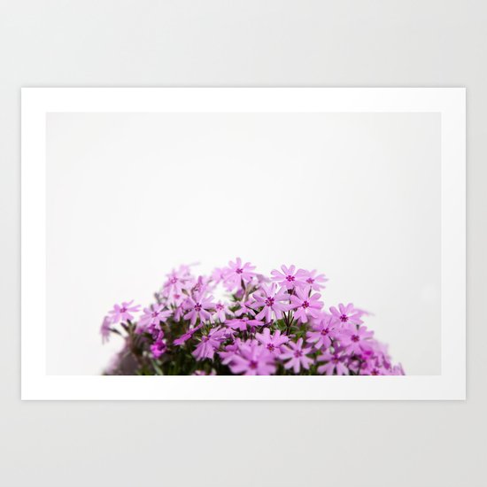 phlox {pink} Art Print
