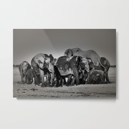 Elephant Herd Circling Metal Print