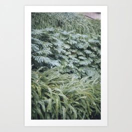 Garden senses Art Print | Plantslovers, Plants, Color, Park, 35Mm, Naturelovers, Greenhouse, Green, Plantas, Lisbon 