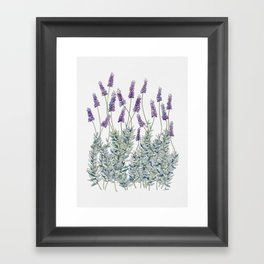 Lavender, Illustration Framed Art Print