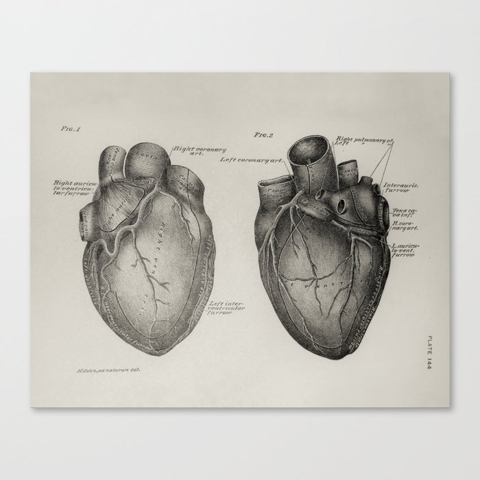 Anatomical Heart Canvas Print