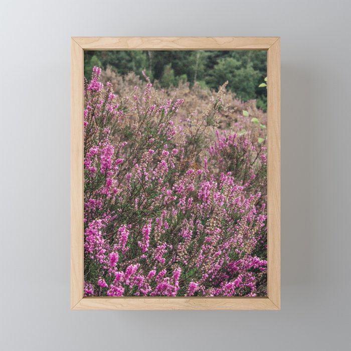 Dutch Heather field - Nature in the Netherlands - Posbank, Veluwe - Purple flower image Framed Mini Art Print