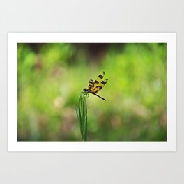 I Will Fly If You Come Around Art Print | Insect, Photo, Dragonfly, Nature, Weed, Michialeschneider 