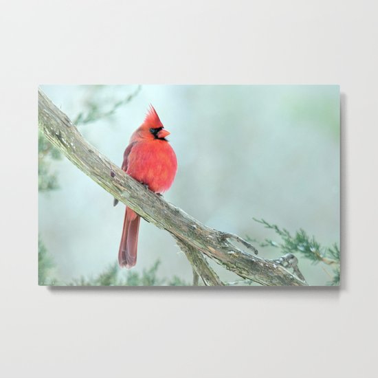 Elegant Cardinal Metal Print