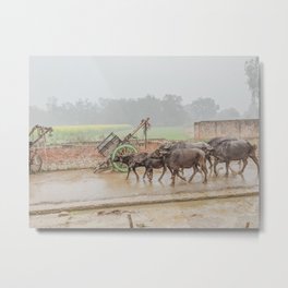 Buffalos Marching in Rural Uttar Pradesh, India Metal Print
