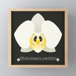 Orchid, Phalaenopsis amabilis Framed Mini Art Print