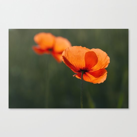 Poppies secretly in love Canvas Print