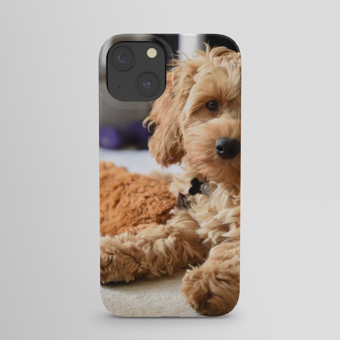 Young Cute Cockapoo Poodle Cocker Spaniel iPhone Case