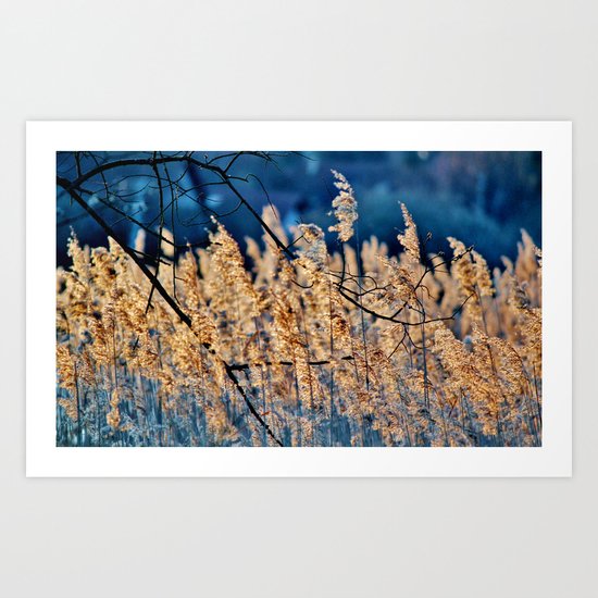 My blue reed dream - photography Art Print