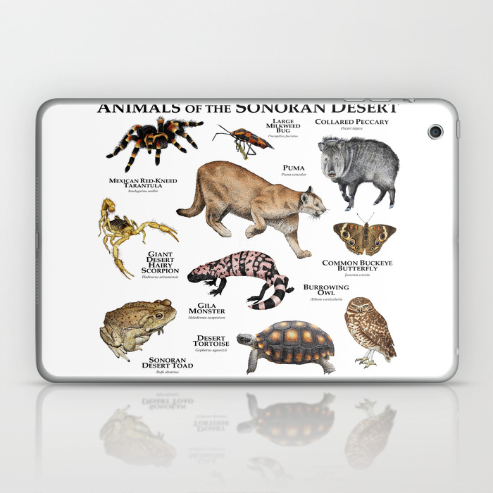 Animals of the Sonoran Desert Laptop & iPad Skin by Wildlife Art by Roger  Hall | Society6