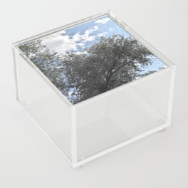 Grey tree on a blue summer sky up vision Acrylic Box