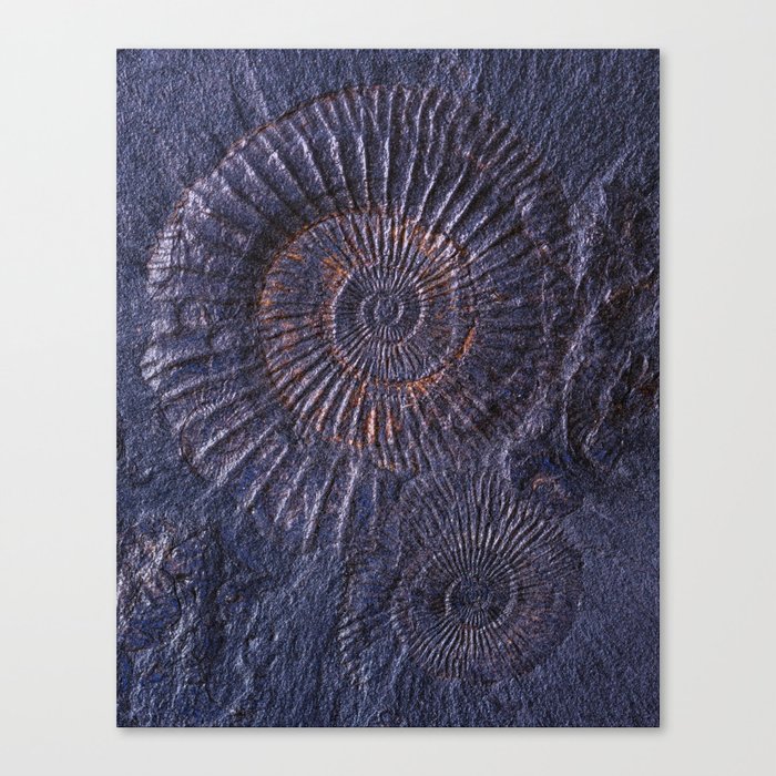Ancient fossils Canvas Print