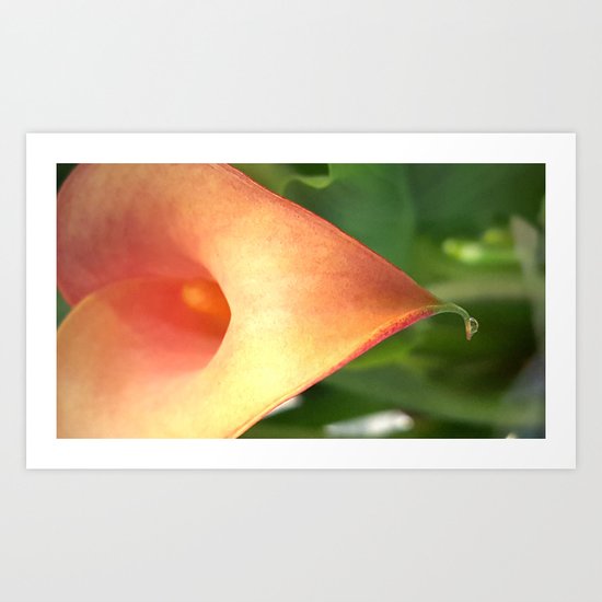 Crying Calla Lily Art Print