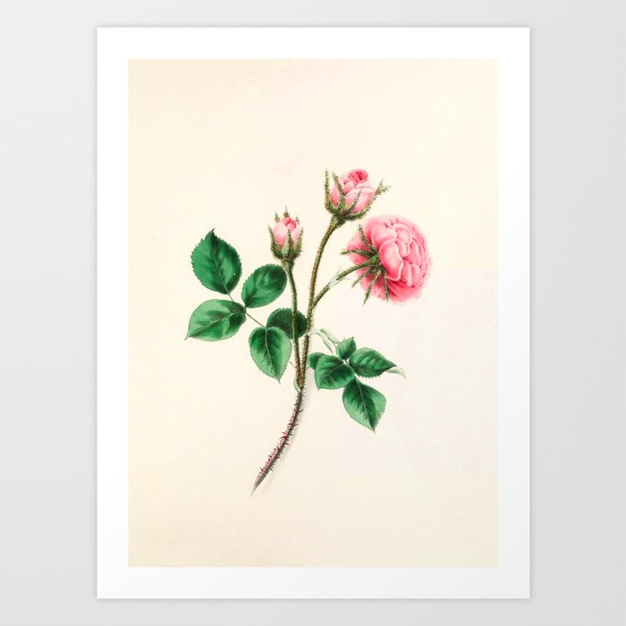  Moss rose by Clarissa Munger Badger, 1866 (benefitting The Nature Conservancy) Art Print