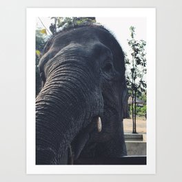 Smiling Art Print | Thailand, Elephant, Rescued, Photo 