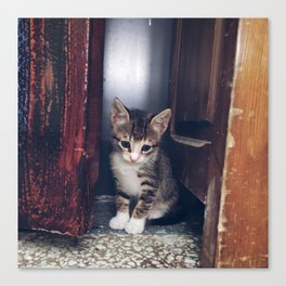 sad catty, beautiful cat, kitty hiding, cat overthinking Canvas Print