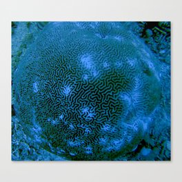 Coral Canvas Print