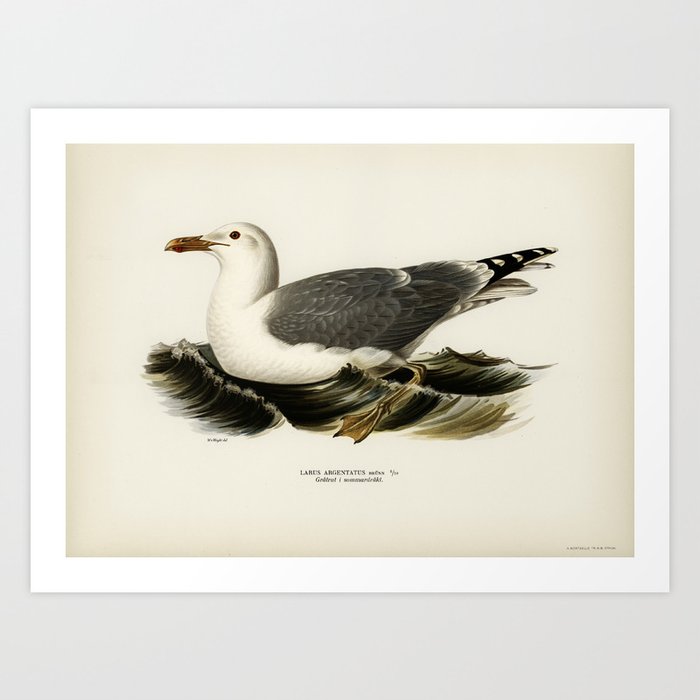 European herring gull (Larus argentatus) illustrated by the von Wright brothers. Art Print