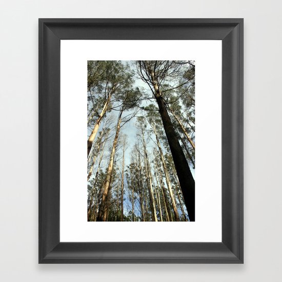 Tall Timbers Framed Art Print