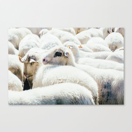 Sheep Flock Canvas Print
