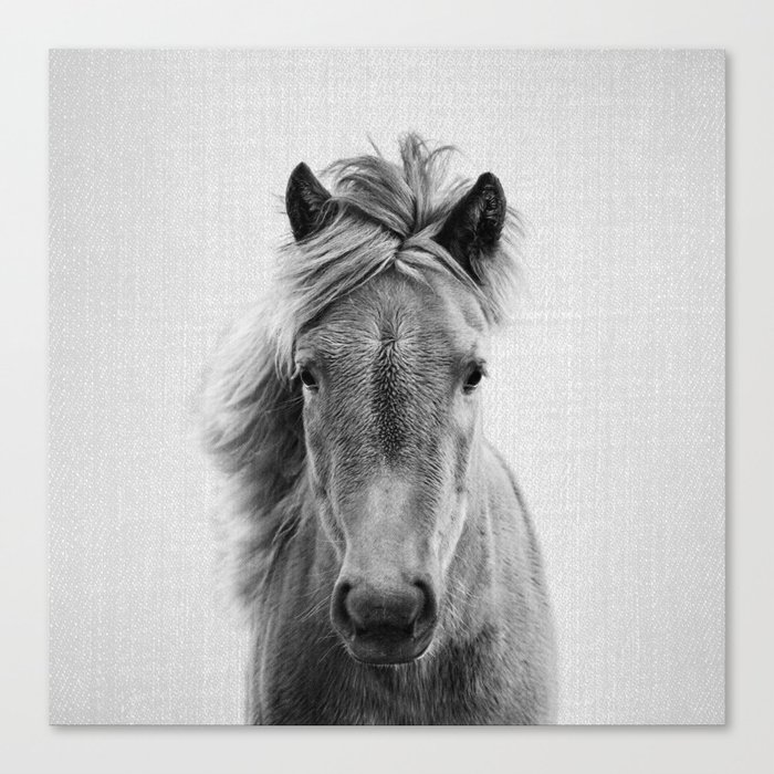 Wild Horse - Black & White Canvas Print