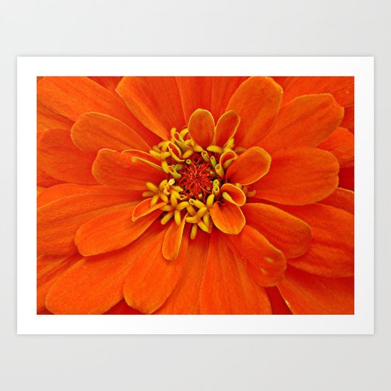 Orange Petals Art Print