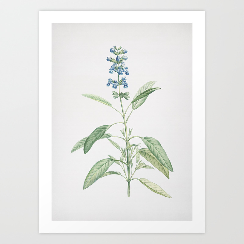 Vintage Blooming Sage Plant Illustration Art Print By Rpetrasanta Society6