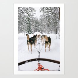 Siberian Huskies Sled Dogs Pulling Sled in Finnish Laplands, Finland  Art Print