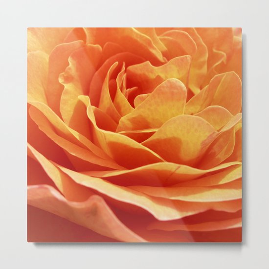 orange rose petals IX Metal Print