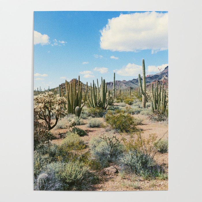 Desert Plant Growth Poster