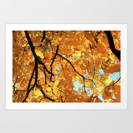 Glorious Golden Hickory Art Print | Yellow, Black, Leaves, Hickory, Contrast, Golden, Colorful, Photo, Color, Harvest 