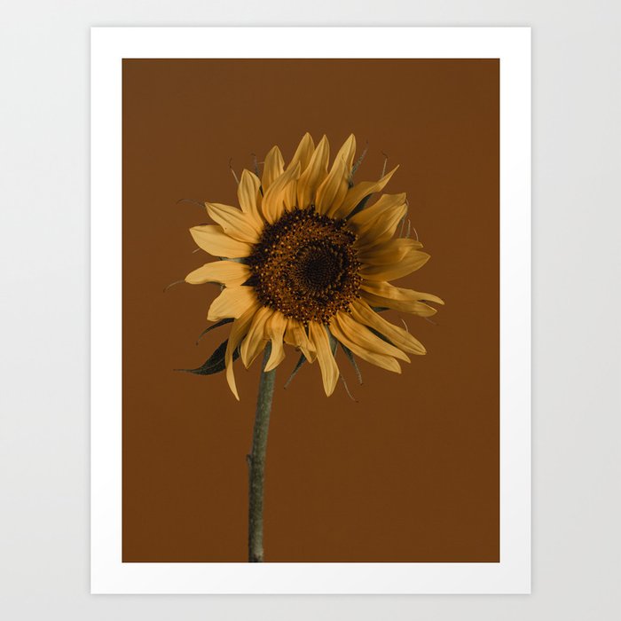 Sunflower on Brown Art Print