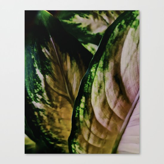 Lush Glow, Dieffenbachia Canvas Print