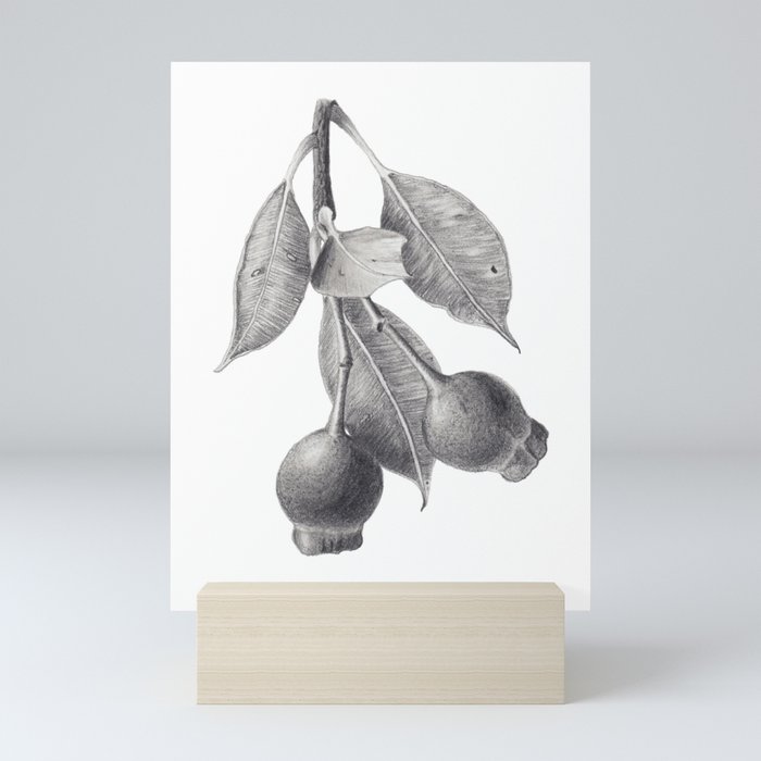 Gumnuts Graphite Pencil Drawing Mini Art Print By Zoya Art