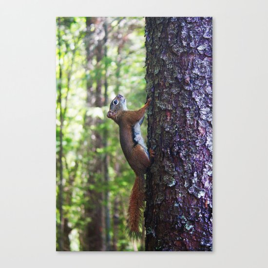 Squirrel Canvas Print