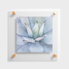 Mexico Photography - The Beautiful Agave Plant Floating Acrylic Print