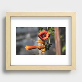 Campsis radicans. Rooted Campsis,is a perennial woody vine of the Bignonia family with aerial roots on the stems Recessed Framed Print