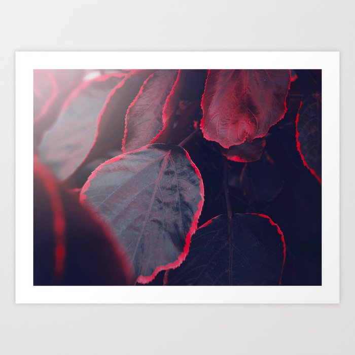 Sensual Red Dark Purple Leaves Abstract Photography Patterns In Nature Art Print