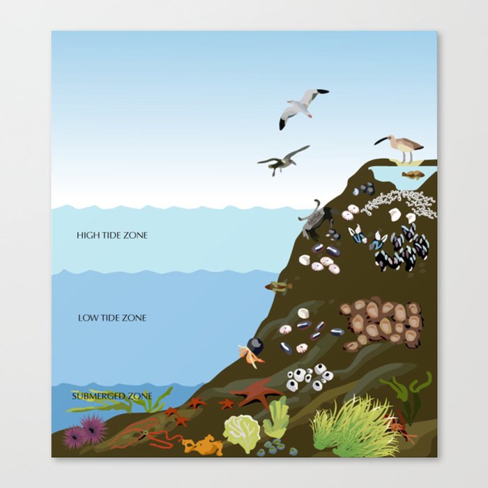 Southern California Tide Pool Explorer's Guide Canvas Print