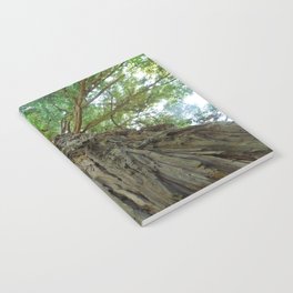 Up (Photograph of Tall Tree)  Notebook