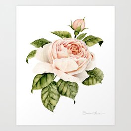 Pink Garden Rose Watercolor Art Print