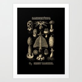 “Basidiomycopa” from “Art Forms of Nature” by Ernst Haeckel Art Print