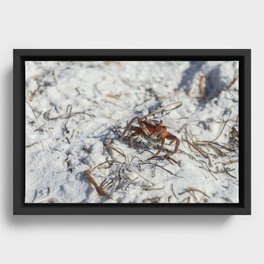 Crawling Along the Sand Framed Canvas