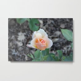 Gently Withered from Summer's Storms Metal Print