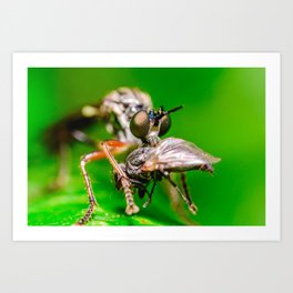 Robber Fly, Robbing a Fly Maco Photograph Art Print