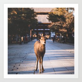 A cute Japanese Shika Deer standing in front of a shrine in Nara| 奈良の鹿 Art Print | Cutedeer, Photo, Cutejapanesedeer, Japantravel, Japantrip, Japanesenature, Japaneseshikadeer, Japanesewildlife, Narapark, Japananimals 